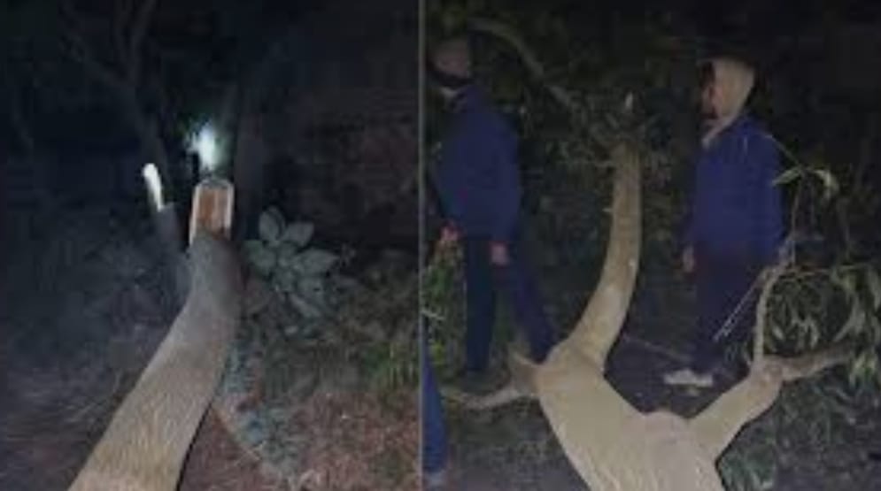 তারাশ উপজেলা বেড়খালী গাছ ফেলে ডাকাতি চেষ্টা