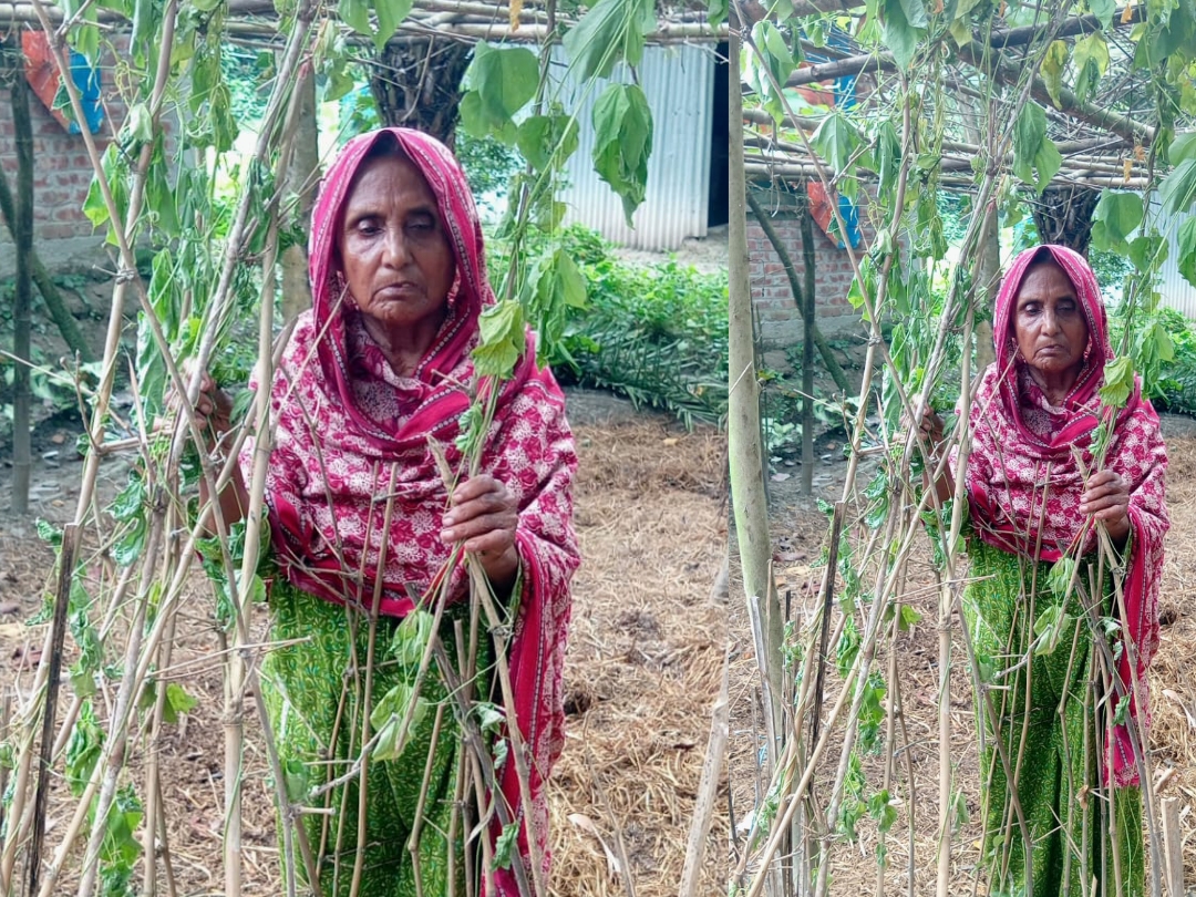 যে মা সন্তানদের জন্য সব হারালেন, সেই মায়ের সবজি গাছও কেটে দিল ছেলেরা